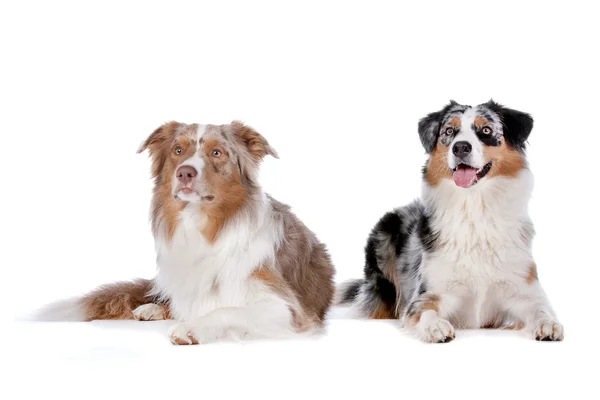 Due cani da pastore australiani — Foto Stock