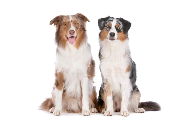 Dois cães pastores australianos — Fotografia de Stock