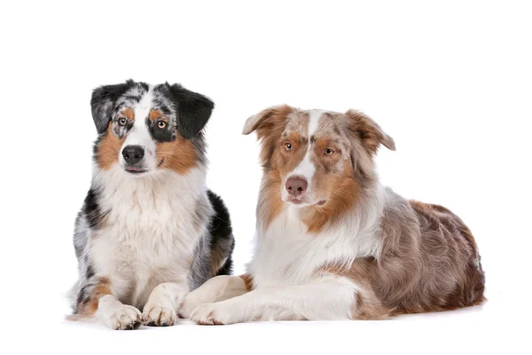 Twee australian shepherd honden — Stockfoto