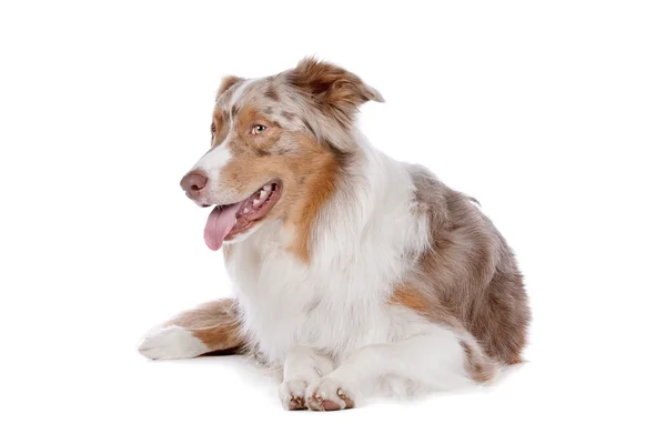 stock image Australian shepherd