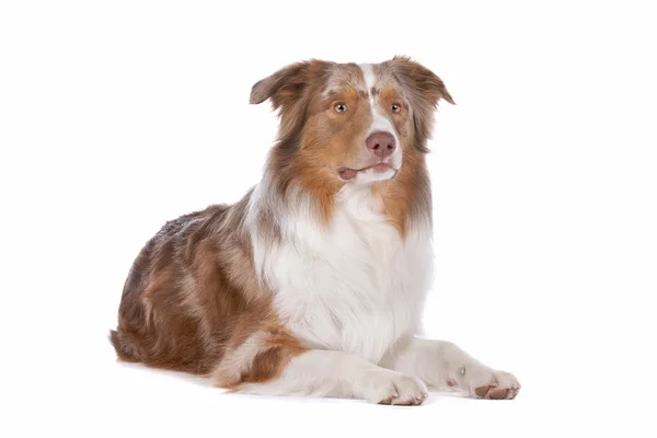 Australian shepherd — Stockfoto