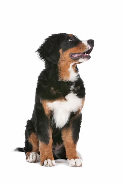 Cachorrinho de cão de montanha bernese — Fotografia de Stock