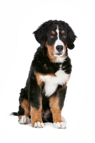 Bernese Mountain Dog puppy — Stock Photo, Image