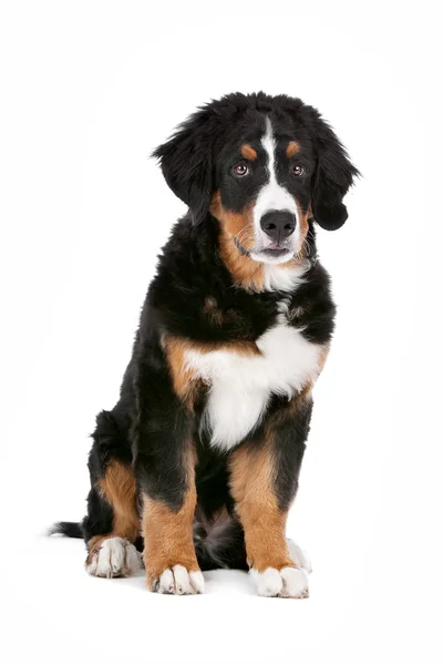 Cachorrinho de cão de montanha bernese — Fotografia de Stock