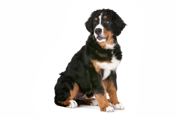 Bernský horský pes štěně — Stock fotografie