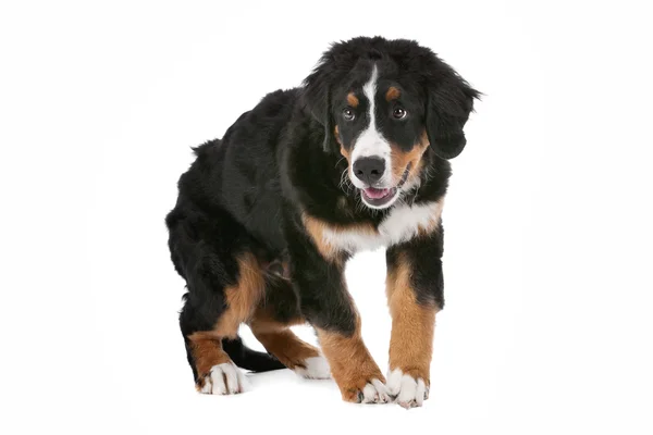Bernský horský pes štěně — Stock fotografie