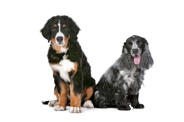 Две собаки — стоковое фото