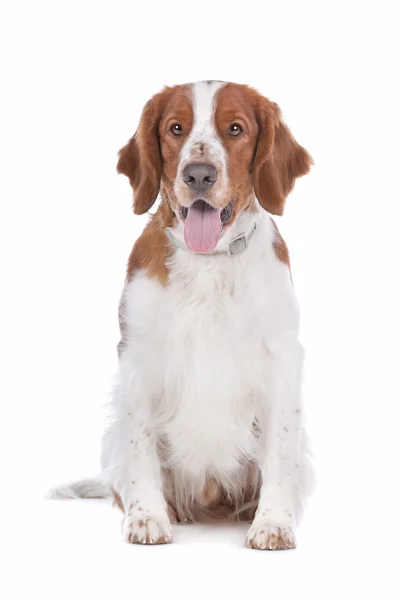 stock image Springer Spaniel