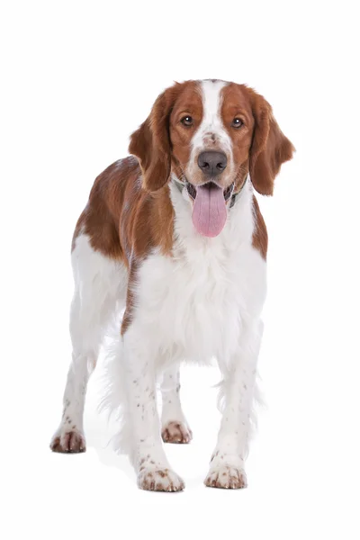 Springer spaniel — Fotografia de Stock