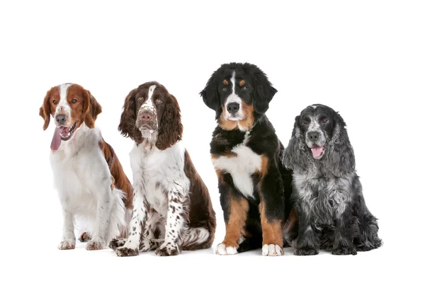 Vier Hunde hintereinander — Stockfoto