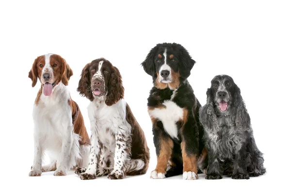 Vier honden in een rij — Stockfoto