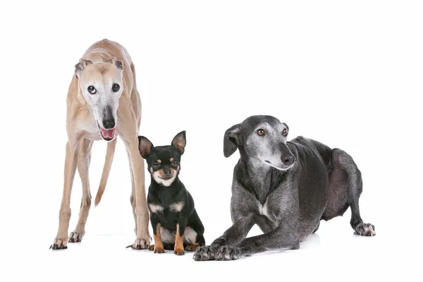 stock image Two greyhounds and a chihuahua