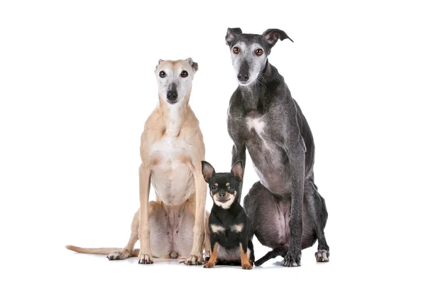 Två greyhounds och en chihuahua — Stockfoto