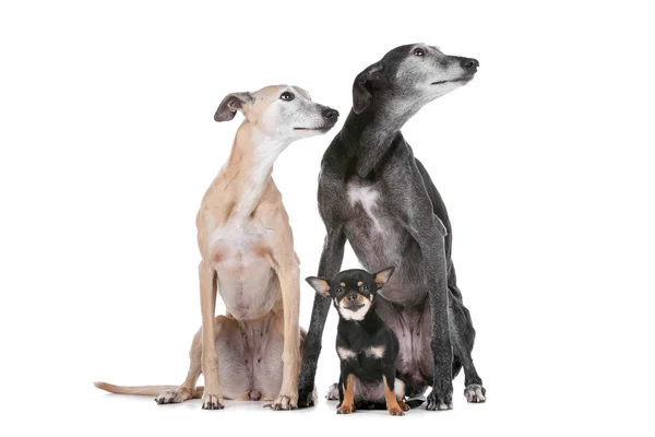 Twee greyhounds en een chihuahua — Stockfoto