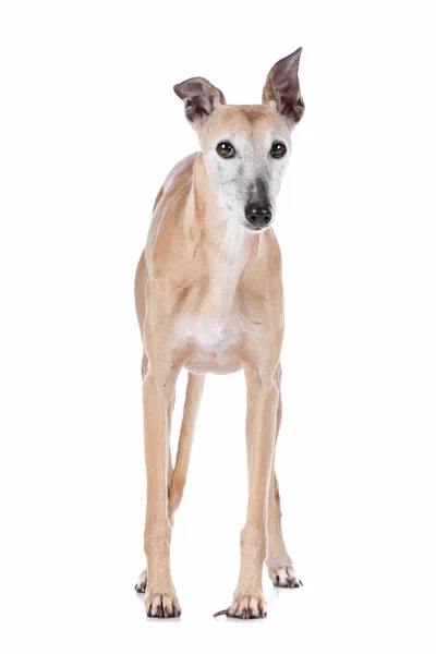 Oude greyhound — Stockfoto