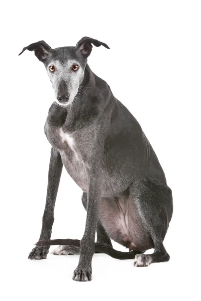 stock image Old greyhound