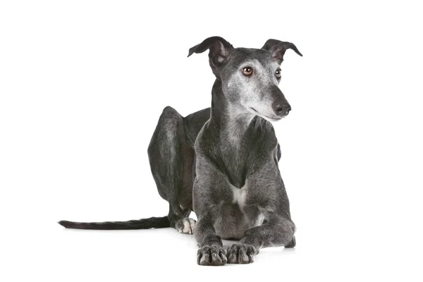 Cão-cinzento — Fotografia de Stock