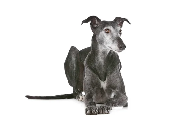 stock image Old greyhound