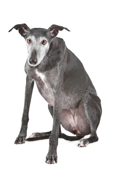 Old greyhound — Stock Photo, Image