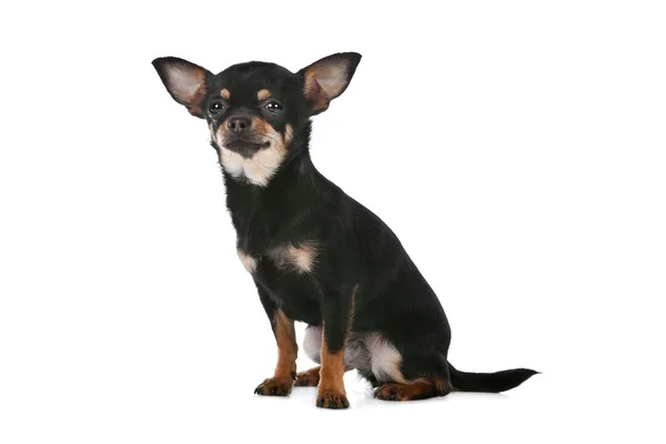 Chihuahua hunden — Stockfoto