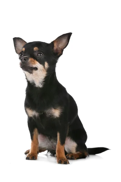 Chihuahua hunden — Stockfoto