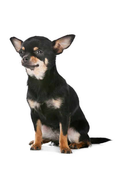 Σκυλί Chihuahua — Φωτογραφία Αρχείου