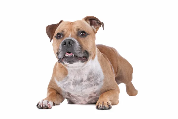 Staffordshire touro terrier — Fotografia de Stock