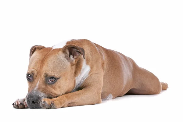 Staffordshire-bulterriër — Stockfoto