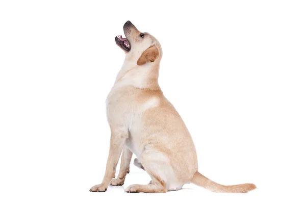 Labrador Retriever — Stock Photo, Image