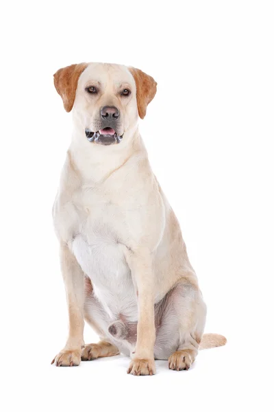 Labrador Retriever on white — Stock Photo, Image