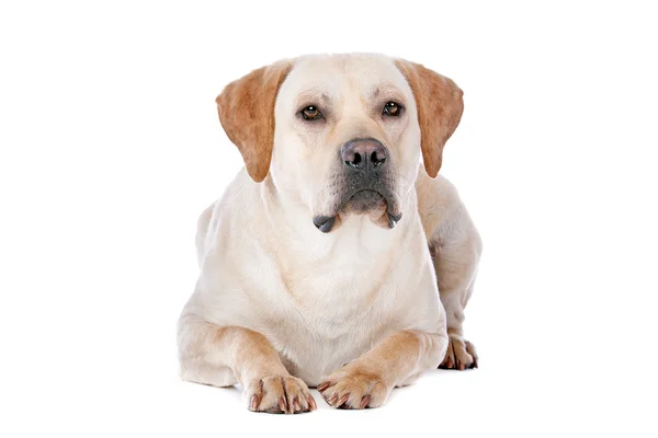 Labrador Retriever บนสีขาว — ภาพถ่ายสต็อก