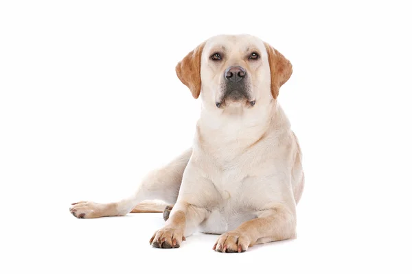 Labrador Retriever auf weiß — Stockfoto