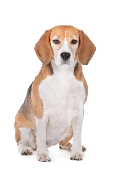 Beagle perro en blanco —  Fotos de Stock