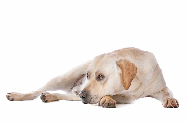 Beagle psa na bílém pozadí — Stock fotografie