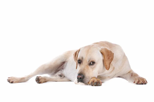 Anjing beagle di atas putih — Stok Foto