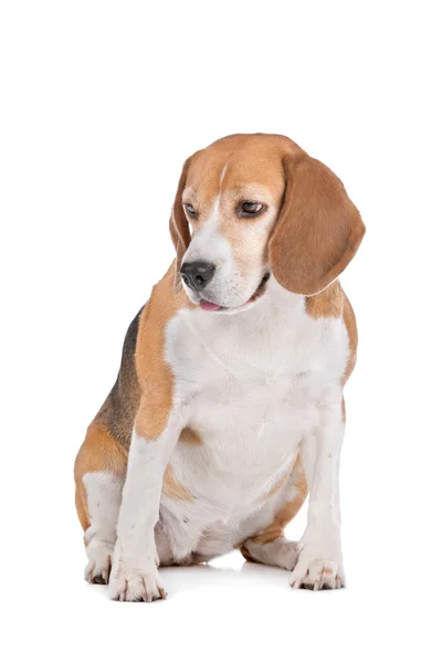 Beagle Hund auf Weiß — Stockfoto