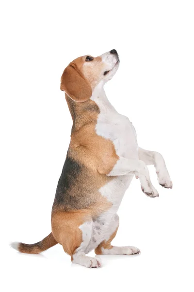 Beagle สุนัขบนสีขาว — ภาพถ่ายสต็อก