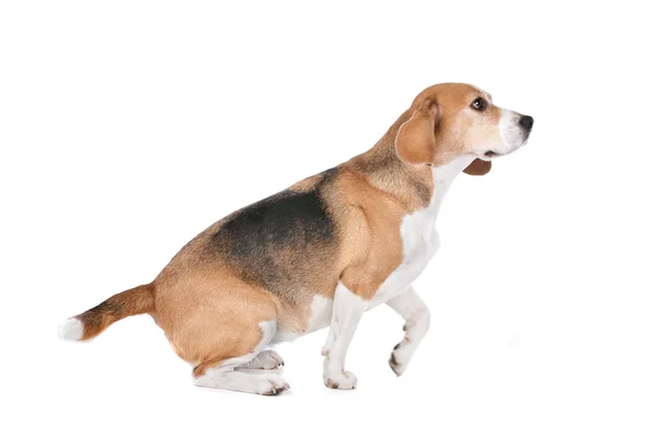 Cão beagle em branco — Fotografia de Stock
