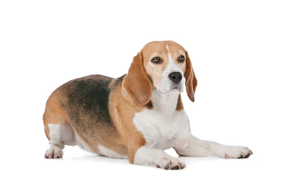 Pies Beagle biały — Zdjęcie stockowe