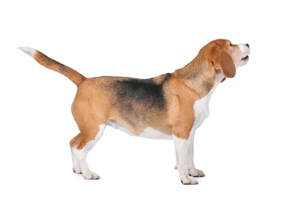 Beagle hund på vit — Stockfoto