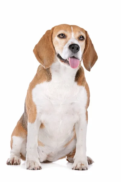 Beagle Hund auf Weiß — Stockfoto