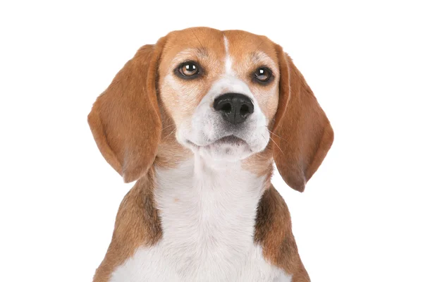 Beagle köpek beyaz — Stok fotoğraf