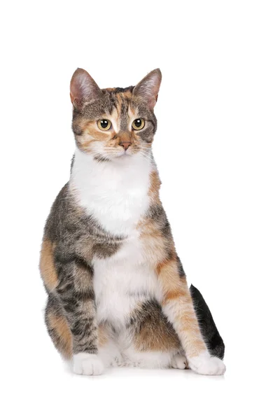 Domácí kočka na bílém pozadí — Stock fotografie