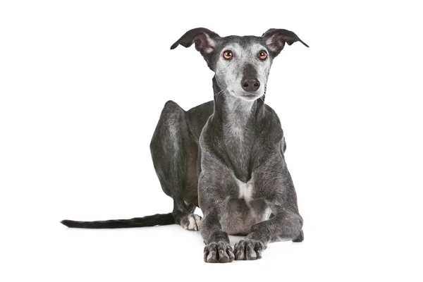 Old greyhound Stock Image