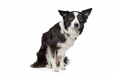 Border Collie clipart