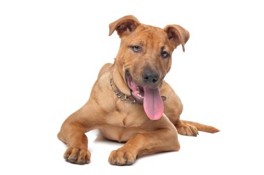 Mixed breed dog clipart