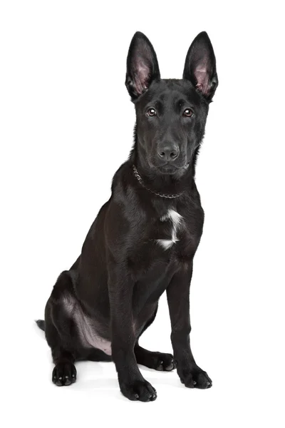 Filhote de cachorro pastor alemão preto — Fotografia de Stock