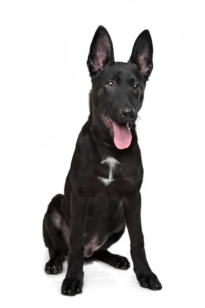 ブラックのジャーマン シェパードの子犬 — ストック写真