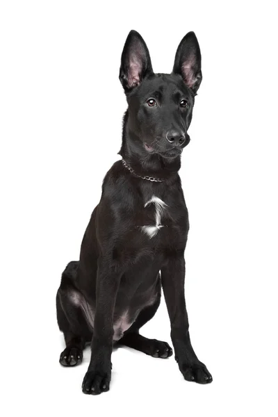 Filhote de cachorro pastor alemão preto — Fotografia de Stock