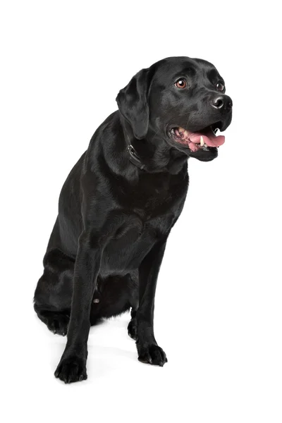 Labrador negro —  Fotos de Stock